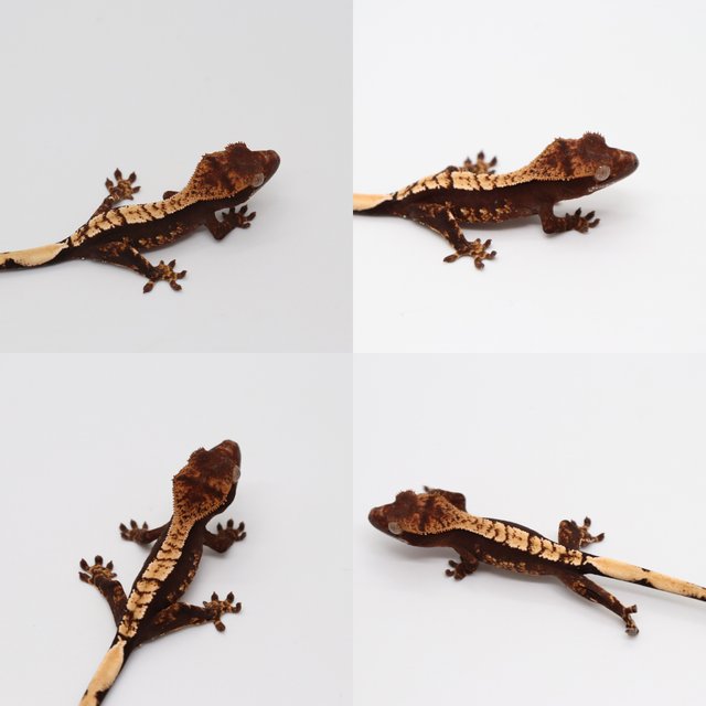 다크 챠콜 플레임