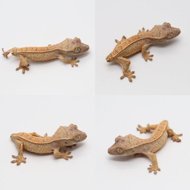 노멀 쿼드 익스트림할리퀸