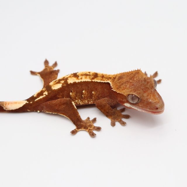 노멀 레드 화이트포트홀