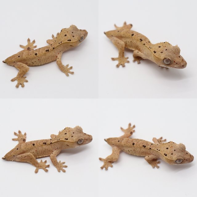 노멀 달마시안 슈퍼달마시안