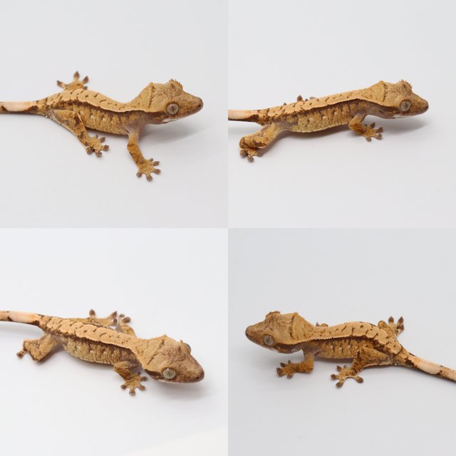 노멀 화이트포트홀 트라이 익스트림할리퀸