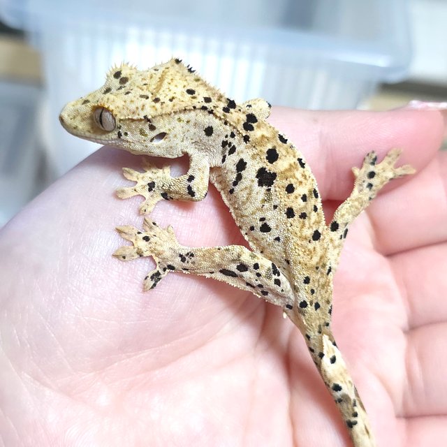 옐로우 달마시안 슈퍼달마시안