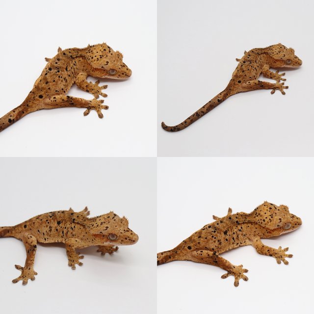 달마시안 슈퍼달마시안