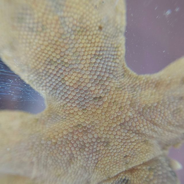 슈퍼달마시안 달마시안