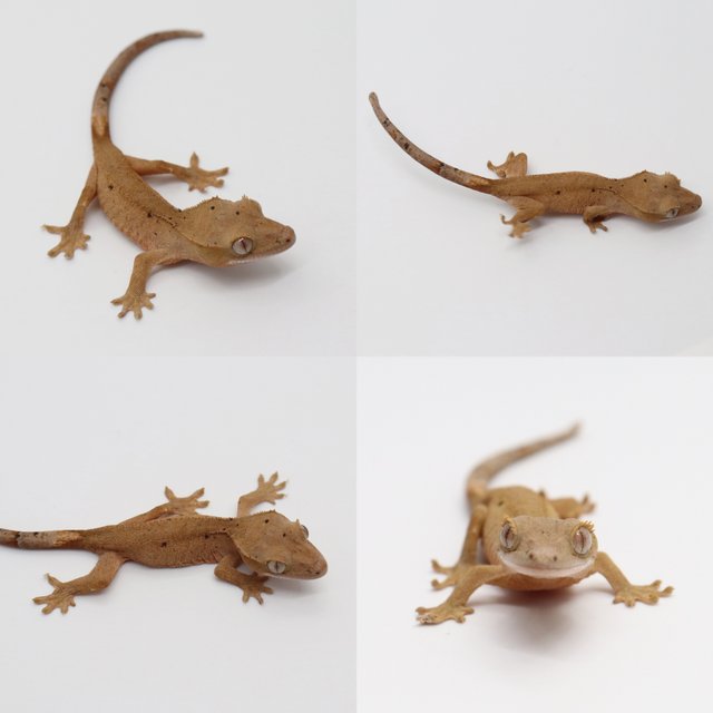 달마시안 슈퍼달마시안