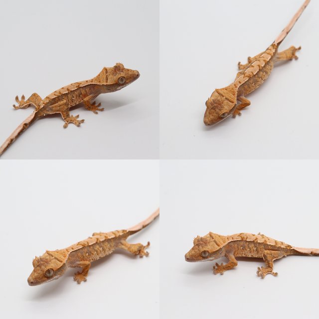 노멀 화이트포트홀 트라이 익스트림할리퀸