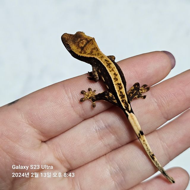 쿼드 풀핀 다크