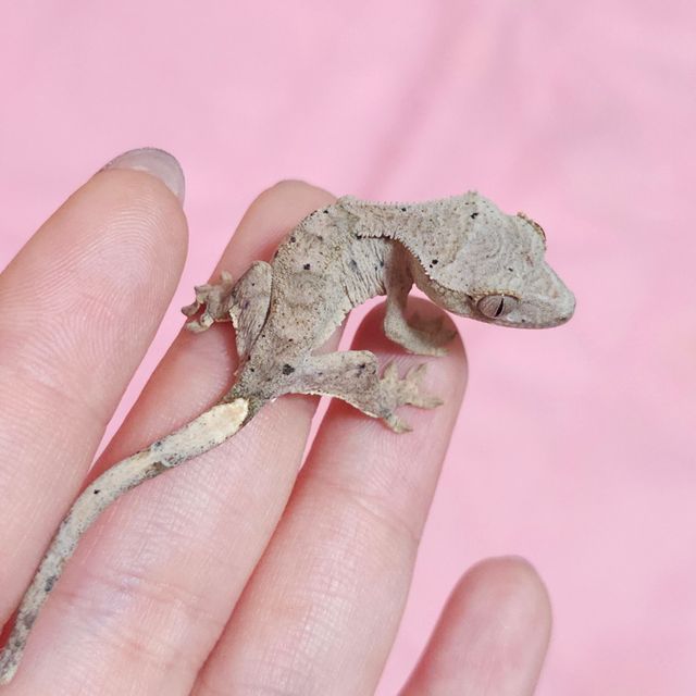 챠콜 레드 달마시안