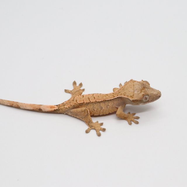 노멀 화이트포트홀 트라이 익스트림할리퀸