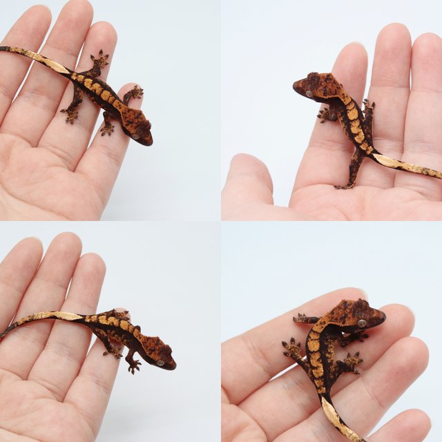 다크 챠콜 플레임