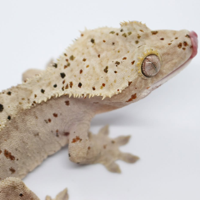 레드 슈퍼달마시안