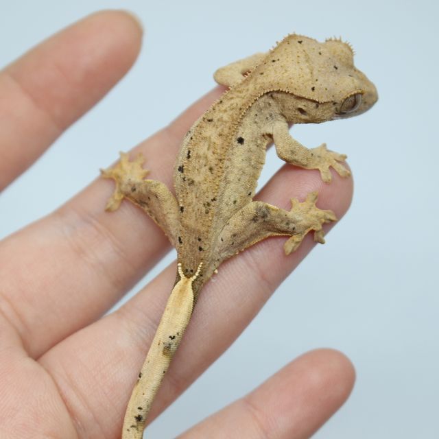노멀 달마시안 슈퍼달마시안