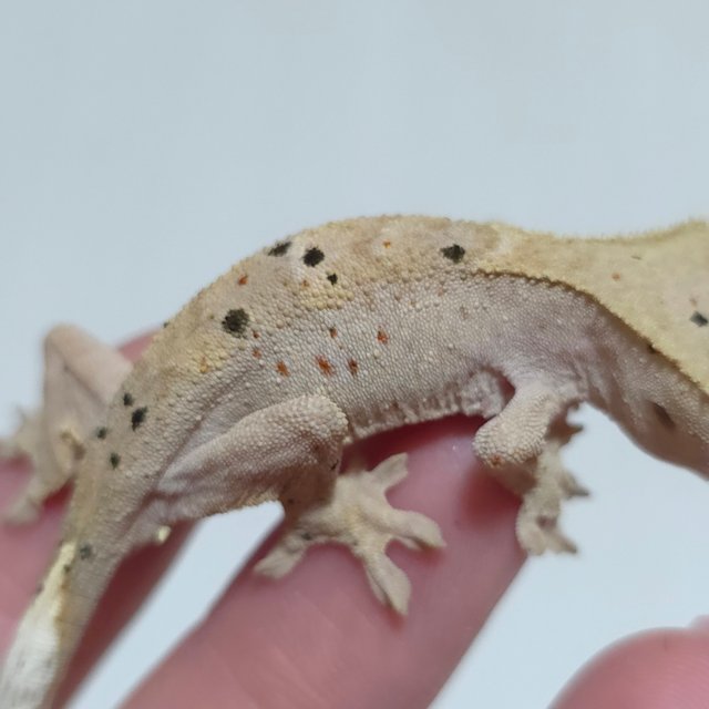 달마시안 슈퍼달마시안