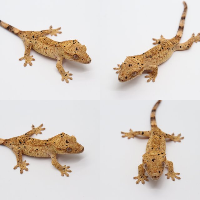 옐로우 달마시안 슈퍼달마시안