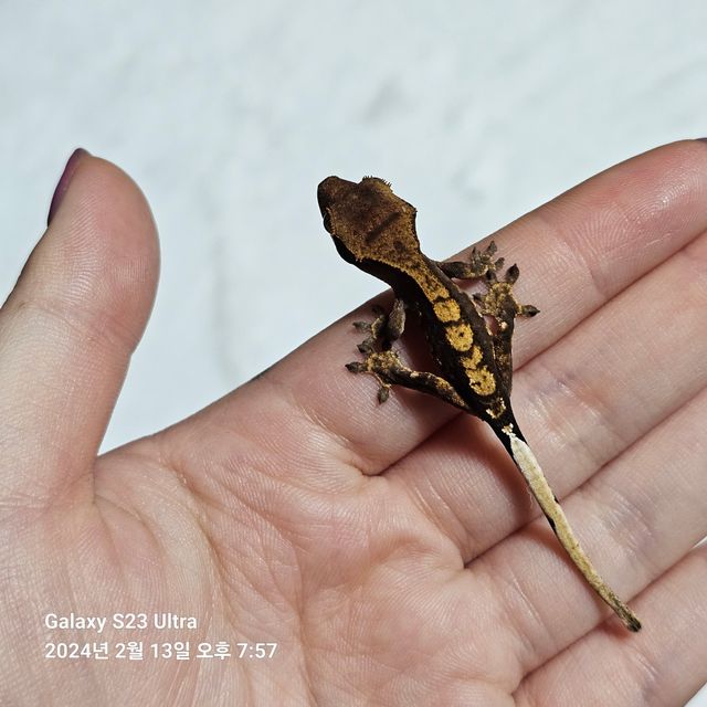 다크 할리퀸