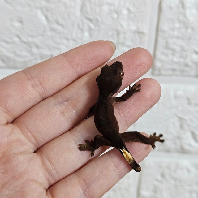 챠콜