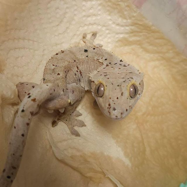 레드 슈퍼달마시안