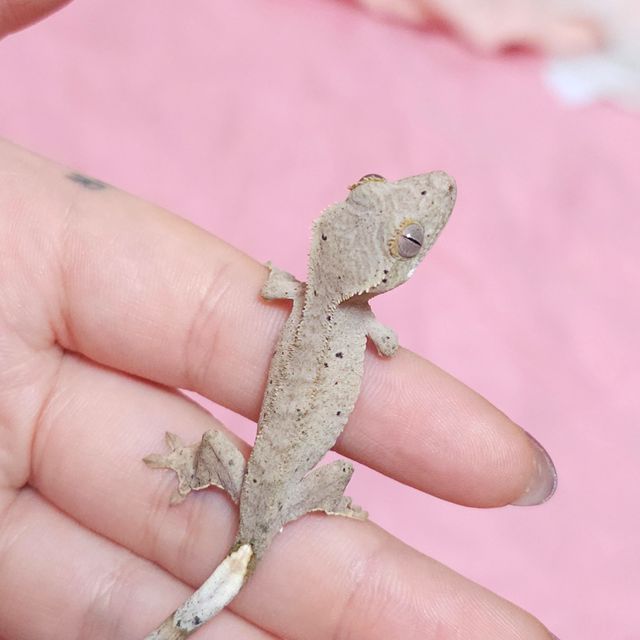 챠콜 레드 달마시안