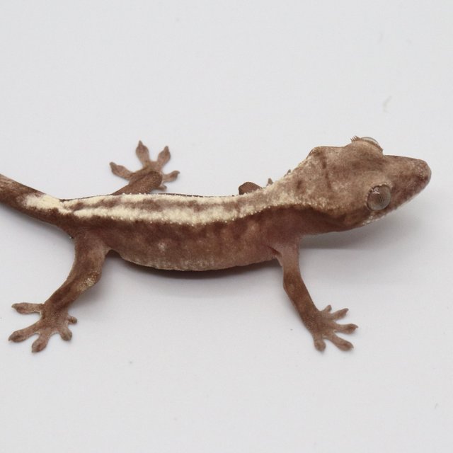 슈퍼세이블 릴리