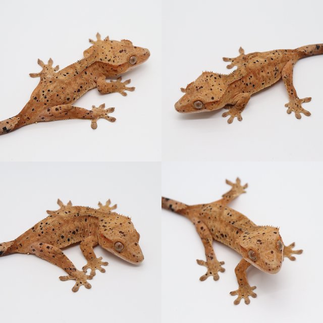 달마시안 슈퍼달마시안