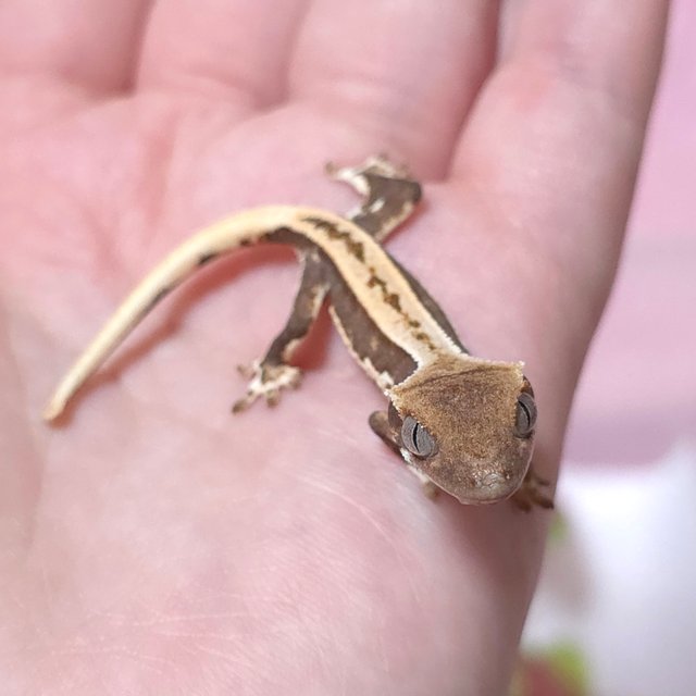 레드 릴리화이트 엠티백