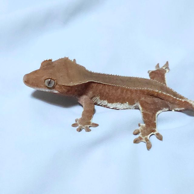 레드 팬텀 릴리화이트