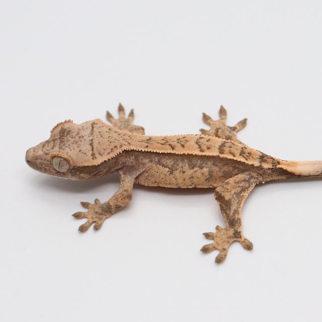 노멀 화이트포트홀 트라이 익스트림할리퀸