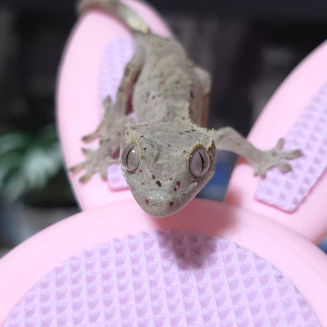 챠콜 레드 달마시안 슈퍼달마시안