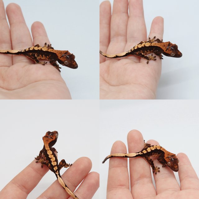 다크 챠콜 플레임