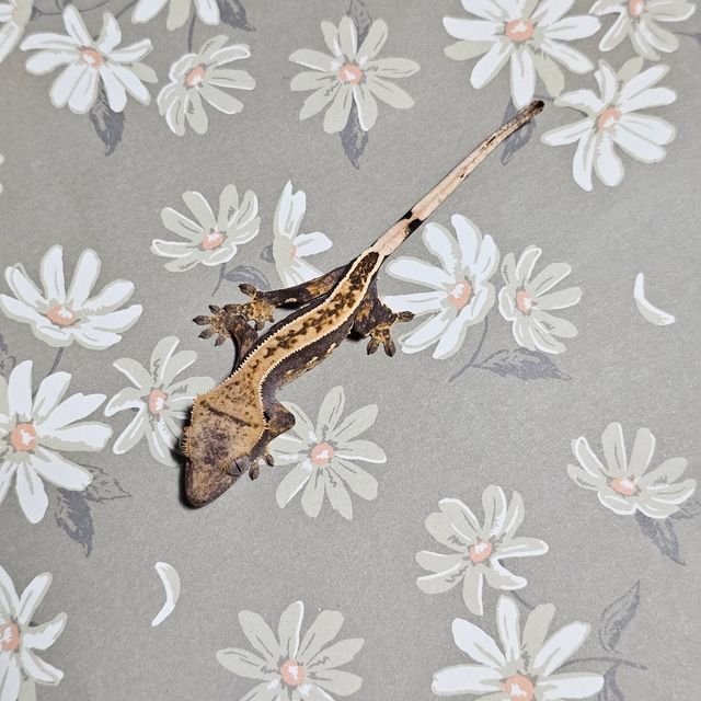 풀핀 쿼드 핀스트라이프 다크