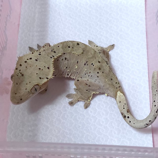 달마시안 슈퍼달마시안