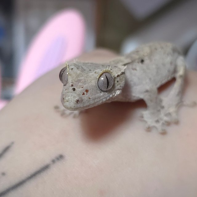 챠콜 레드 달마시안 슈퍼달마시안