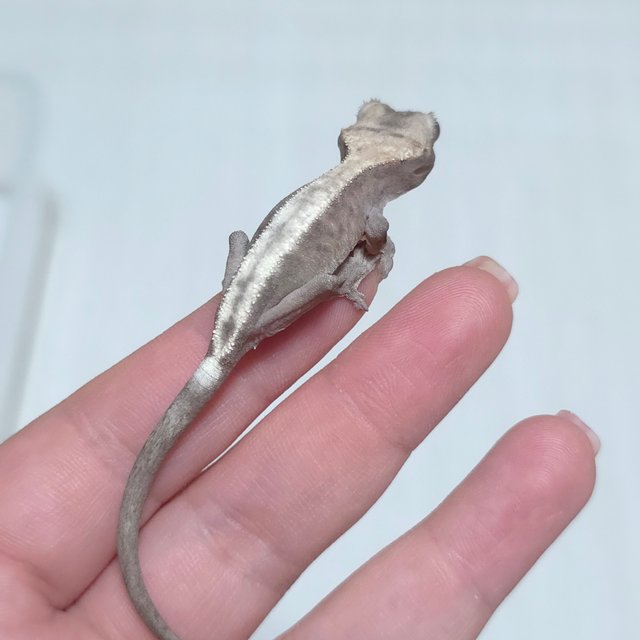 슈퍼세이블 릴리