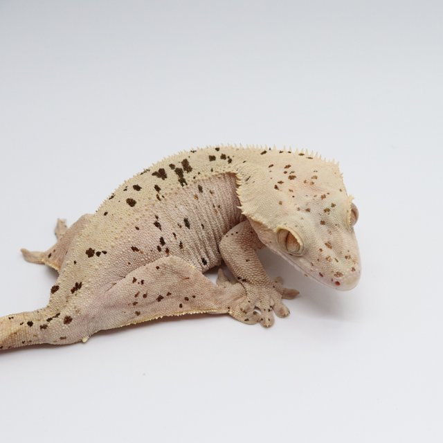 레드 슈퍼달마시안