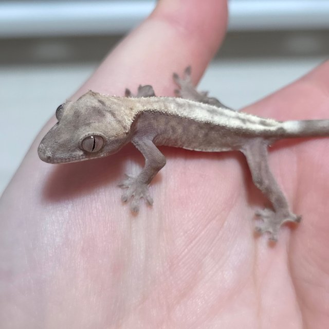 슈퍼세이블 릴리