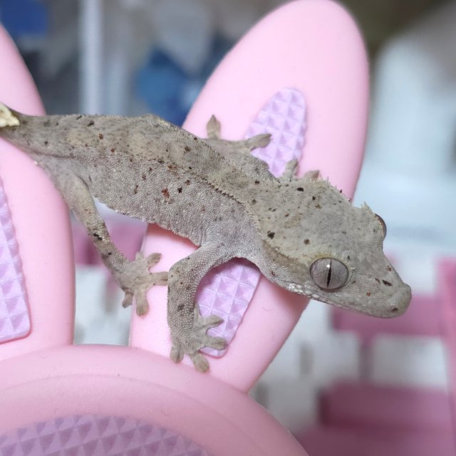 챠콜 레드 달마시안 슈퍼달마시안