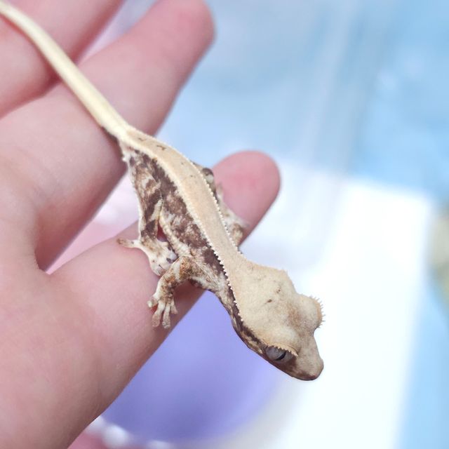 솔리드백 릴리화이트