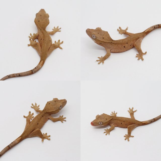 달마시안 슈퍼달마시안