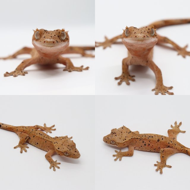 달마시안 슈퍼달마시안