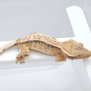 트라이