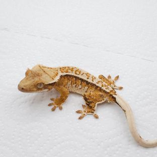트라이