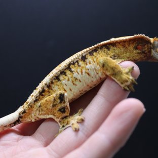 트라이 드리피 화이트스팟