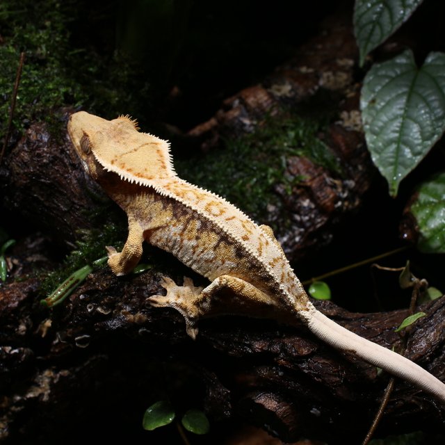 트라이 화이트스팟 드리피