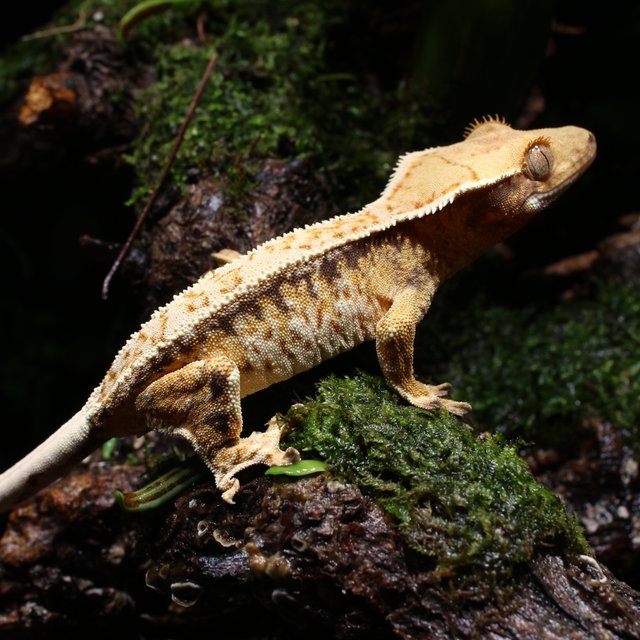 트라이 화이트스팟 드리피