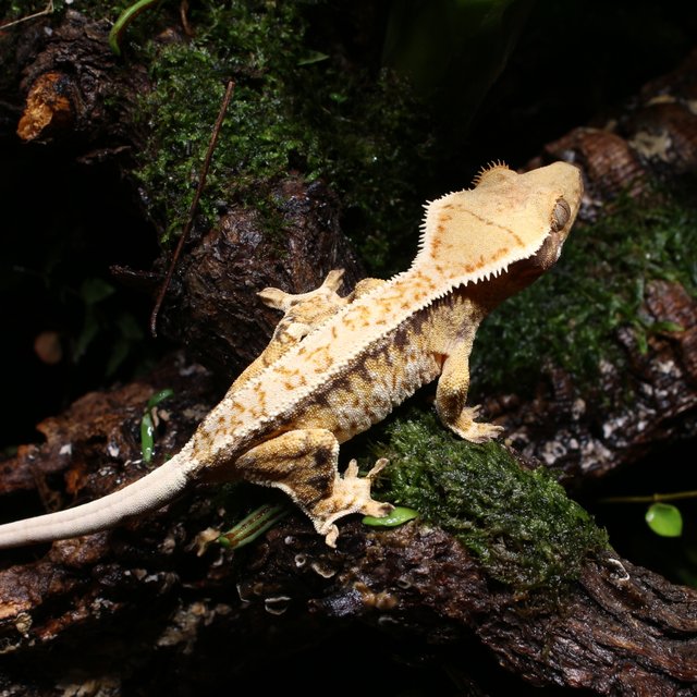 트라이 화이트스팟 드리피