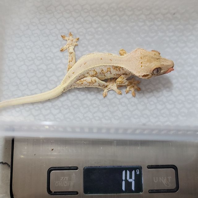 릴리화이트 트라이