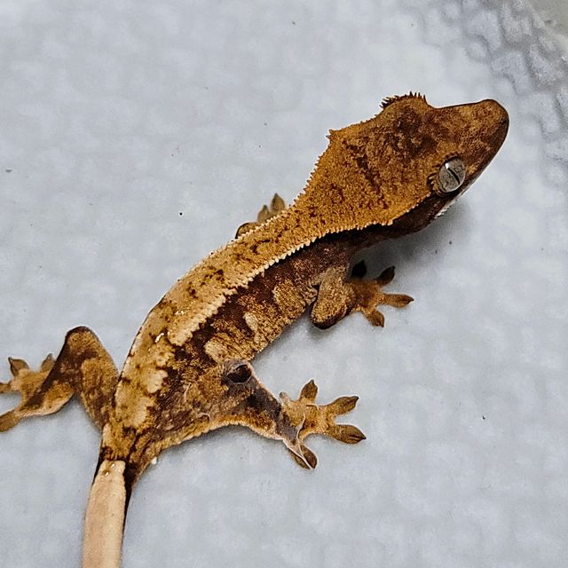트라이