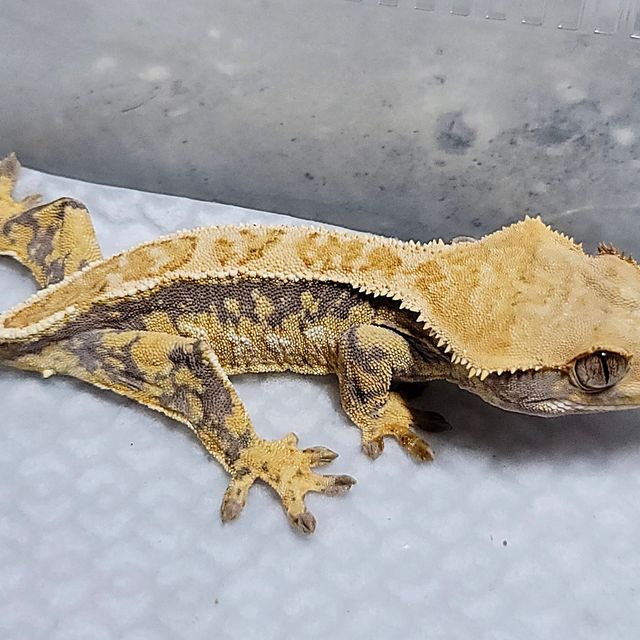 트라이