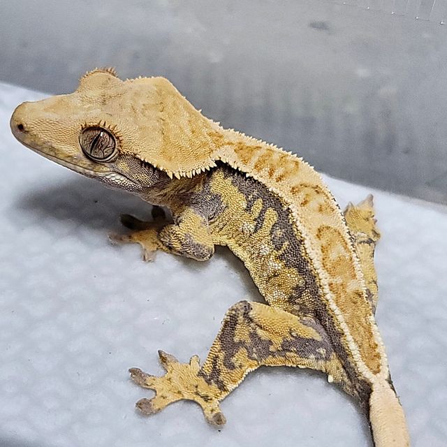 트라이