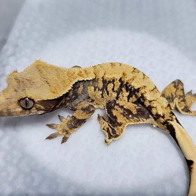 트라이